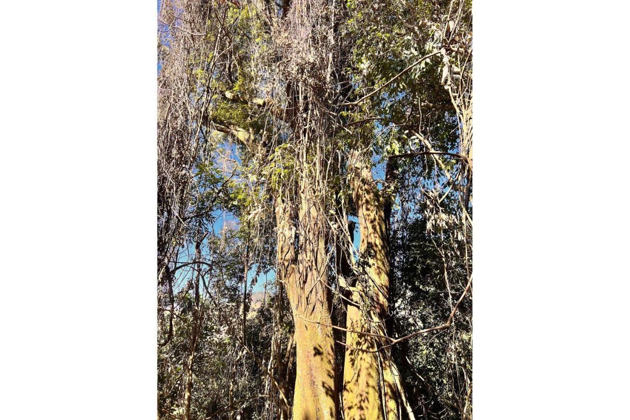 Vale Das Araucarias Pousada Em Serra Negra S. Paulo Zewnętrze zdjęcie